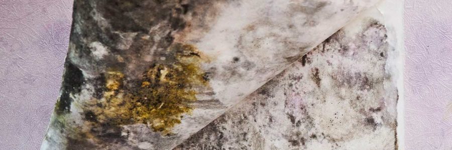 Black Mold Toxicity Symptoms and Natural Remedies 