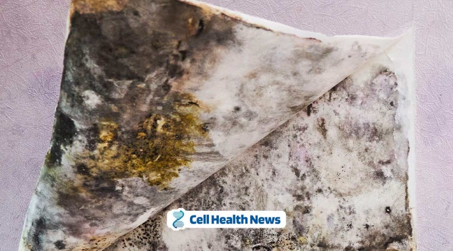 Black Mold Toxicity Symptoms and Natural Remedies 