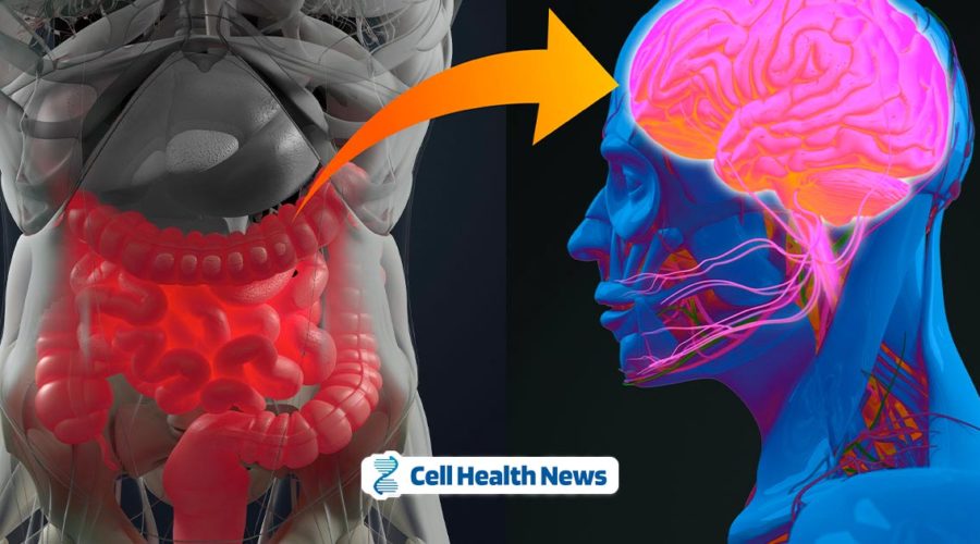 the-gut-brain-connection