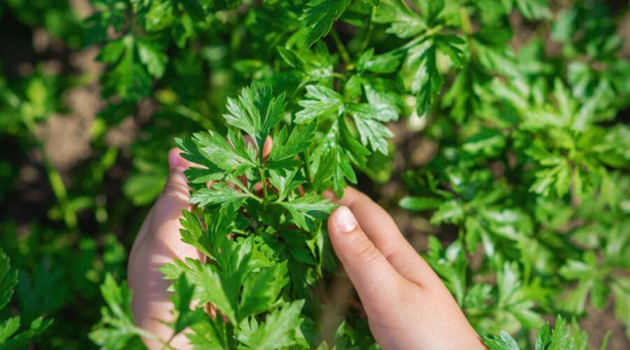 Medicinal Herbs Spotlight: Parsley