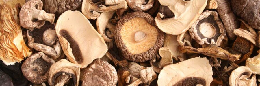 The Glories of Medicinal Mushrooms: Fungi
