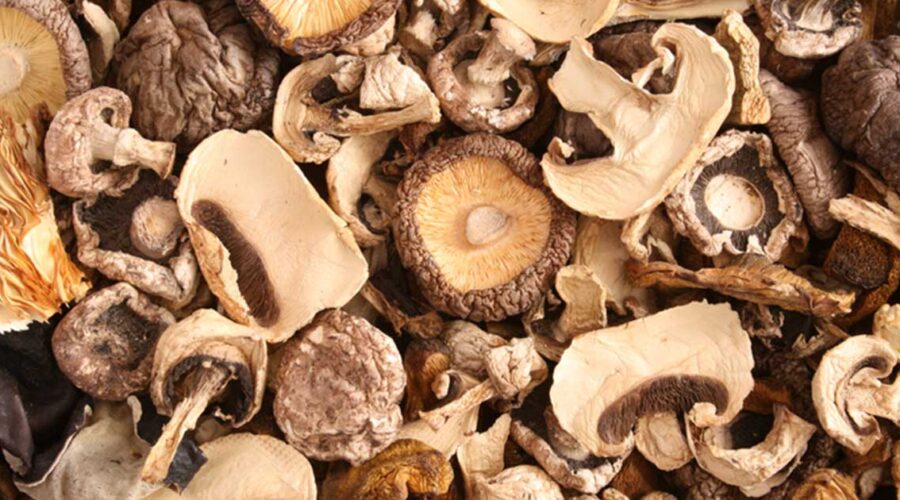The Glories of Medicinal Mushrooms: Fungi