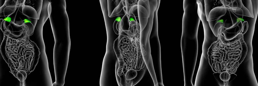 Adrenal Fatigue and the Endocrine System