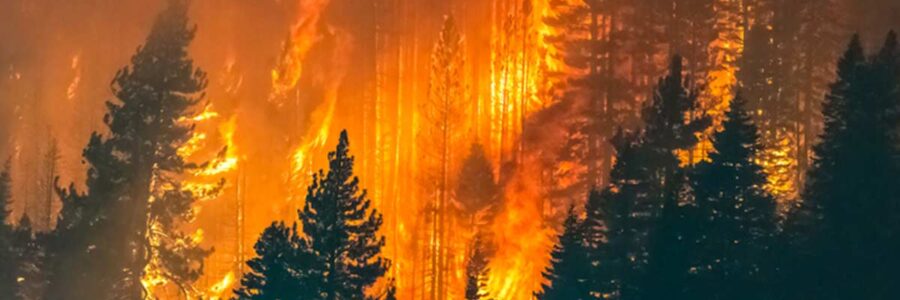 Unraveling the Health Hazards of Escalating Wildfires: A Global Perspective