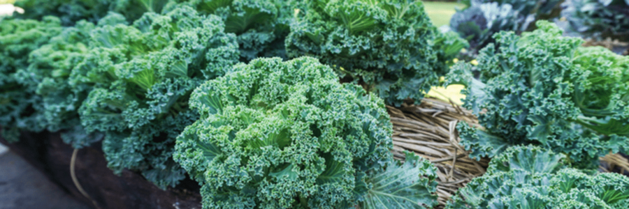 Exploring the Potential Health Concerns of Consuming Raw Kale