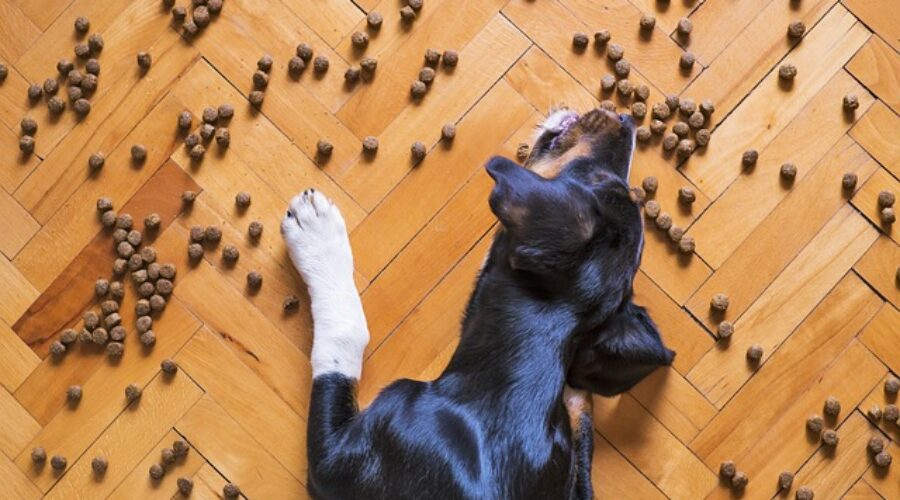 The Risks of Ethoxyquin in Pet Foods: An In-Depth Examination
