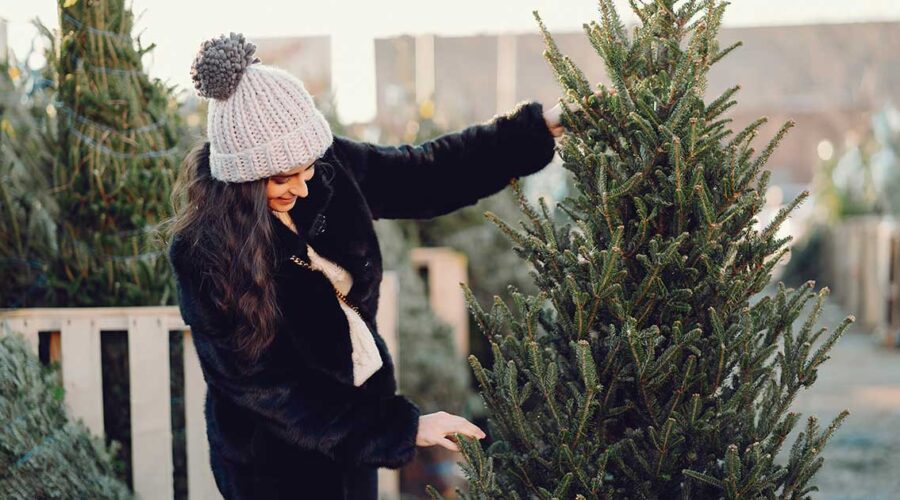 Selecting a Safe and Eco-Friendly Christmas Tree