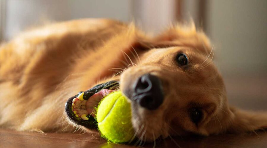 The Hidden Dangers of Your Dog's Tennis Balls