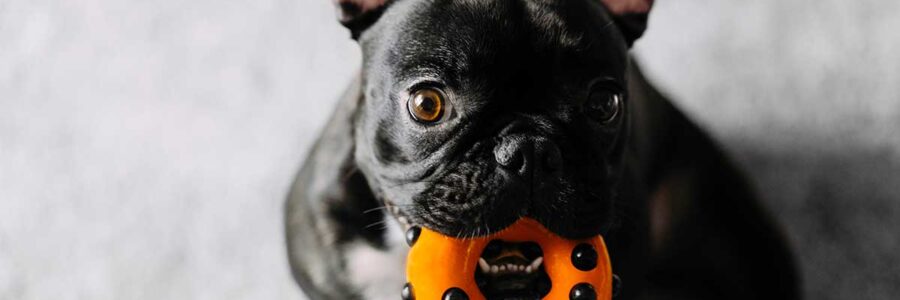 Safe Dog Toys: A Guide to Healthy Play