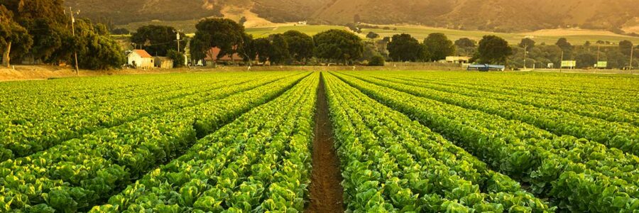 Pesticide Impact on US vs. UK Farms