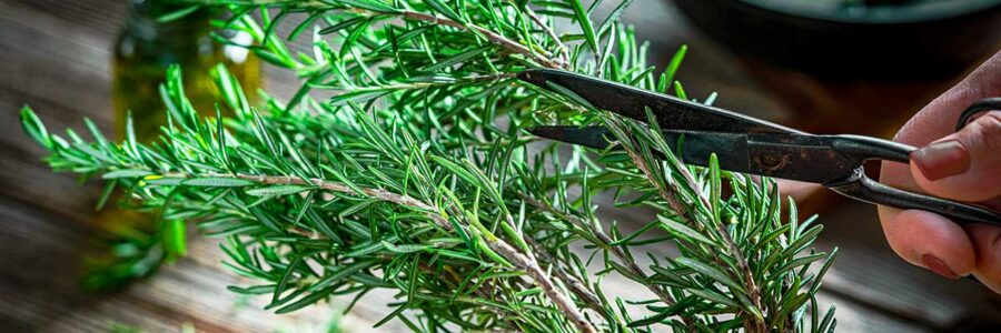 Rosemary: Your Natural Ally for Brain Health