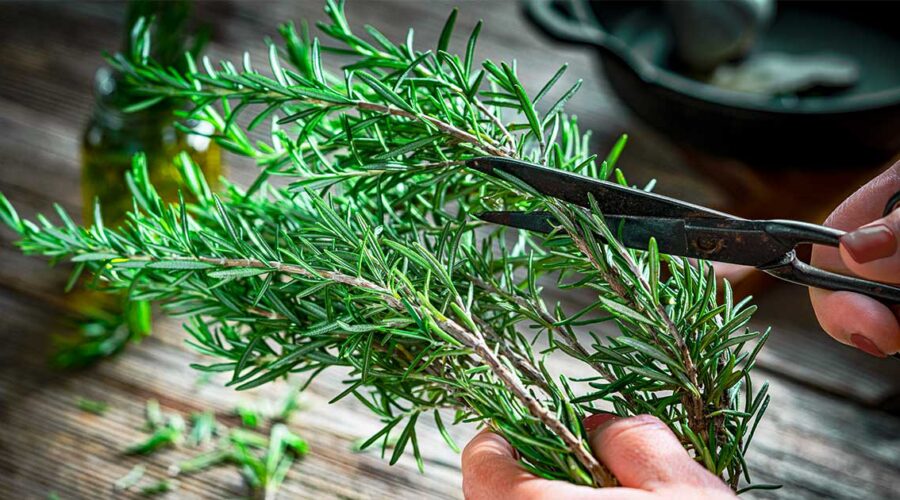 Rosemary: Your Natural Ally for Brain Health