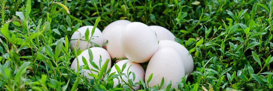 Why “Pasture-Raised” Eggs Stand Out for Nutrition