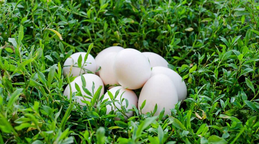 Why “Pasture-Raised” Eggs Stand Out for Nutrition