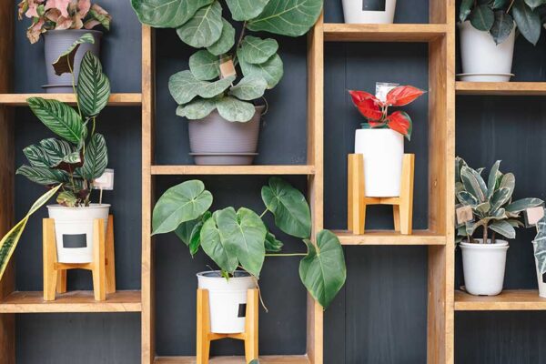 3 Houseplants for a Healthier, Non-Toxic Home