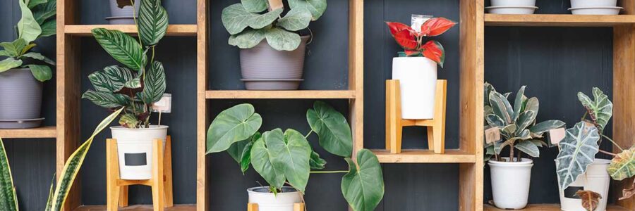 3 Houseplants for a Healthier, Non-Toxic Home