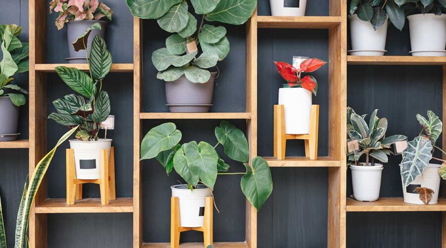 3 Houseplants for a Healthier, Non-Toxic Home