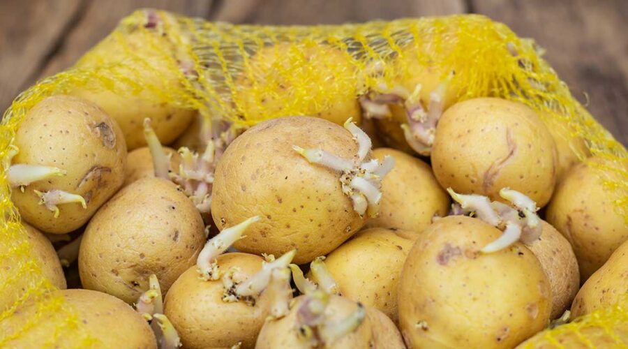 Are Green or Sprouted Potatoes Safe?