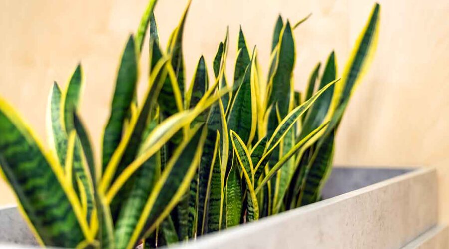 Sleep Better with This Detoxifying Bedroom Plant