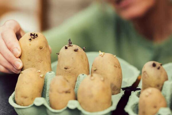 The Toxic Truth About Potatoes