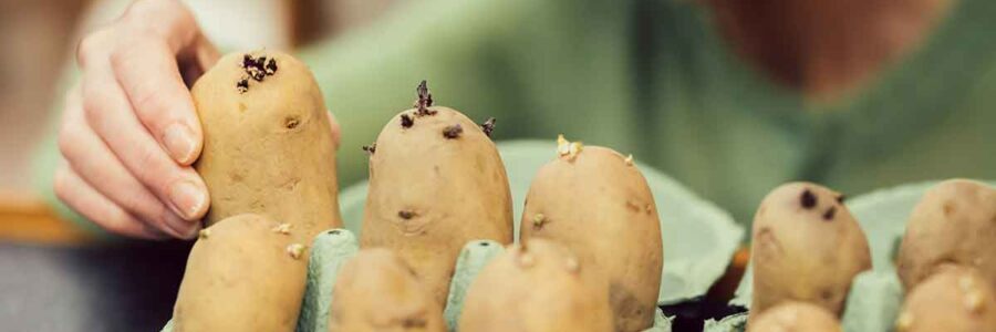 The Toxic Truth About Potatoes