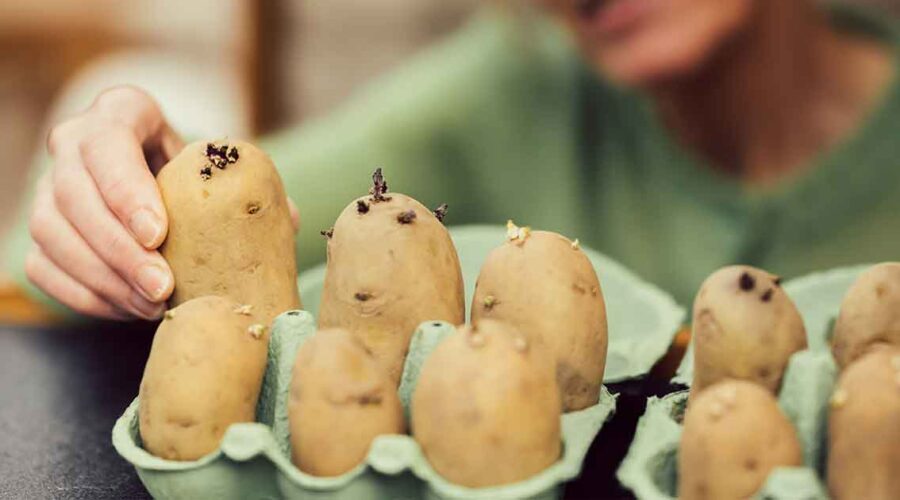 The Toxic Truth About Potatoes