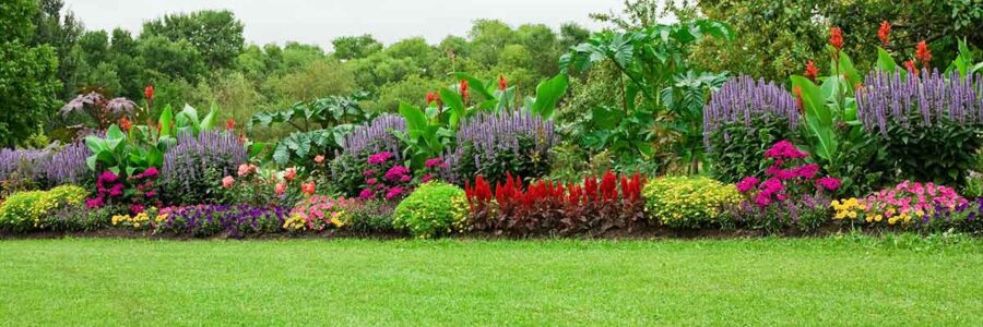 Why Your Lawn Routine Might Be Harming You