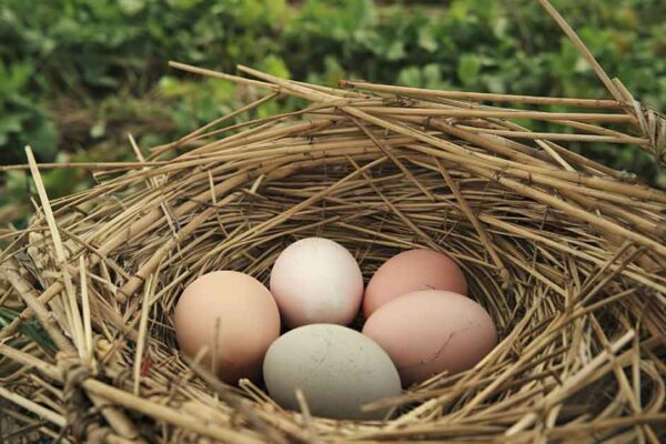 The Truth Behind “Cage-Free” and “Free-Range” Eggs