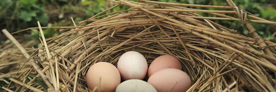 The Truth Behind “Cage-Free” and “Free-Range” Eggs