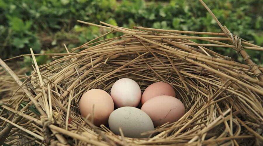 The Truth Behind “Cage-Free” and “Free-Range” Eggs