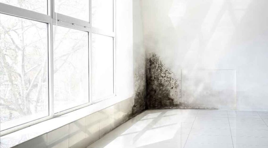 Mold: The Hidden Home Threat & How to Detox