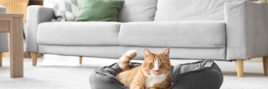 Creating a Healthier Home for Pets