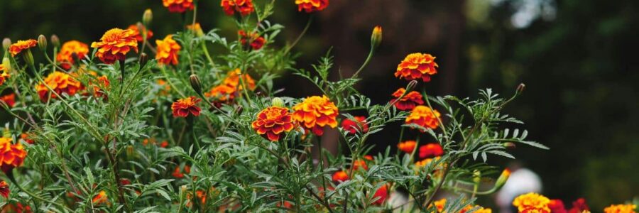 A Smarter Way to Garden This Spring